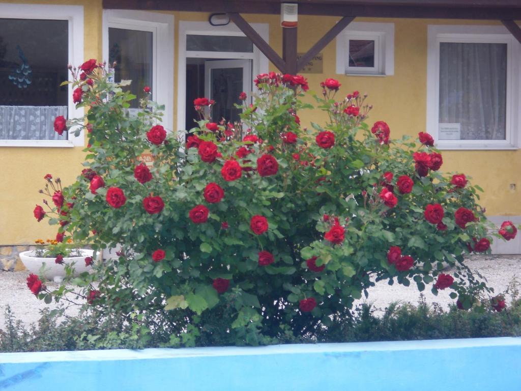 Tulipan Bungalow Camping Resort Gyenesdiás Eksteriør bilde
